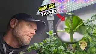 I Used 120x Magnification To Find Pests on My Plants!
