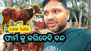 My friend mera sale | dairy farming odisha | gir cow Sale odisha 