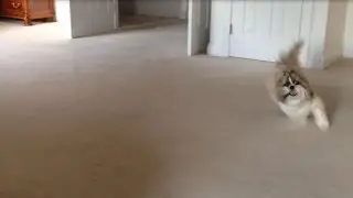 Shih Tzu dog Lacey running around the room zoomies! 🤪💨💨