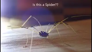 Opiliones - Daddy Long Leg/Harvestman