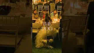 Everything was perfect&hellip; until the dog walked in. 🐶 #wedding #bride #weddingday  #destinationwedding