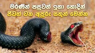 මරණින් පසුවත් ඉතා හොදින් ජිවත් වන අපූරු සතුන් මෙන්න | Animals That Can Live After Death