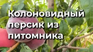 Обзор 14  Колоновидный персик 