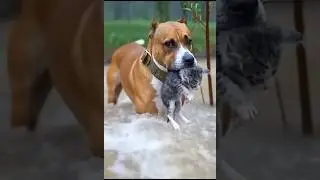 This Is True Animal Friendship ❤️🐶🐱🌧️