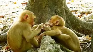 Great job abandoned brother Tom comforting orphan baby monkey Sok sleeping. They are so pity & sad.