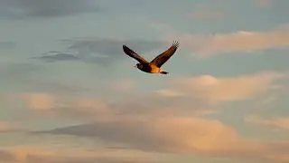 A video showing the birds' natural way of living, eating, and freely moving around.