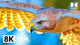 World's Breathtaking 8K HDR 120FPS | Dolby Vision (4K/8K Video TV)