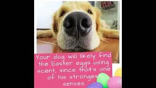 DOG FRIENDLY EGG HUNT