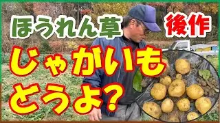 ほうれん草の後作にじゃがいもはうまく作れる？