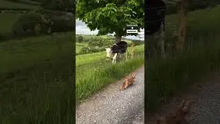 Cow And Puppy Get The Zoomies Together! ❤️