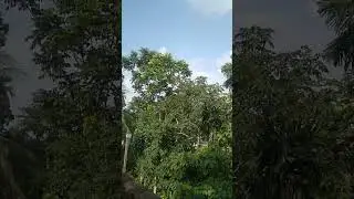 Sarbari Sharma is live Dariye acho tumi amar ganer opare