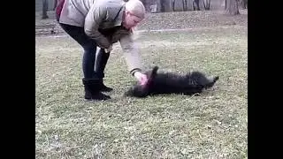 Vircsi par&aacute;d&eacute;zik