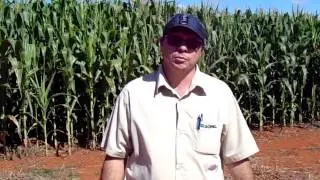 Apuí Produtora // Syngenta Supremo Viptera Safra 14/15