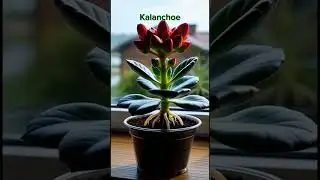 Kalanchoe flower Seed To Bloom🌷Ultra-Realistic Plant Growth Timelapse | Transparent Pot Cinematic.