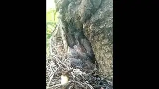 It is a beautiful area for the Common Myna bird EP23 @Reviewlifebirds2255 