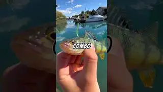 Fishing with BIG LIVE BAIT 🐟🎣 #fishing #livebait