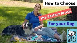 How to choose the right brush for grooming your dog