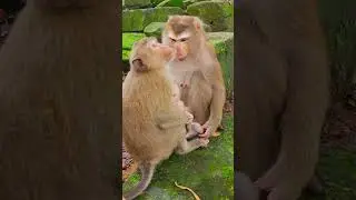 Adorable Monkey Rainbow With Luna Family
