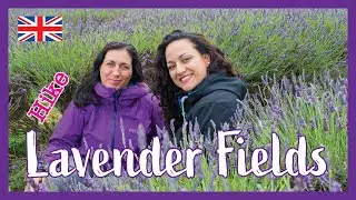 Mayfield Lavender Farm near London - Day Trip 🇬🇧 Hiking UK | England 4K