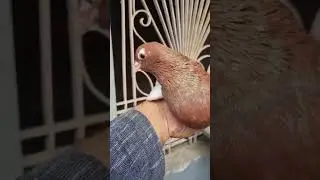 My pigeon 🐦❤️👍 lal khal
