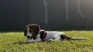Regyn The Beagle fully charged at Woof Avenue Gading Serpong!!
