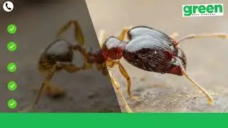 Child & Pet Safe Ant Pest Control Sydney | Non-Toxic Family-Friendly Solutions