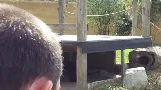 Gorilla @ Mogo Zoo