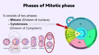 Mitotic Phase: Mitosis & Cytokinesis Explained | Easy Breakdown of Cell Division
