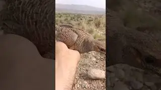 Teetar ka shikar | teetar hunting| Subscribe YouTube channel please | #viral #short
