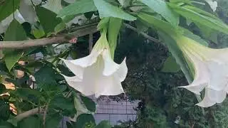 Angel&rsquo;s Trumpet flower( Brugmansia suaveolens )