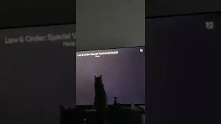 Ollie the cat hates buffering on the tv #funny #cat  #catlover  #catshorts