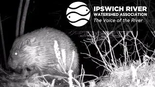 Wildlife of Ipswich River at IRWA Riverbend!