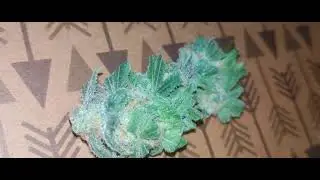GERMAN HoMeGrOw #germany #weed #green