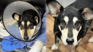 Stray Dog Faces Tough Medical Battle and Slowly Finds Joy and Strength to Recover