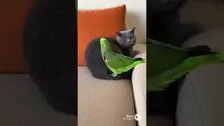 Кот и Попугай🦜Лучшее №1 #shorts #viral