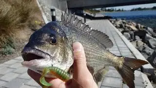 Quest for the 40cm Bream | Patawalonga River | Episode 3
