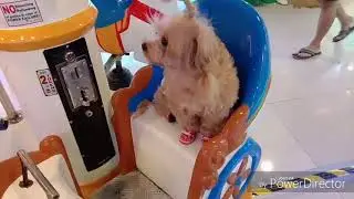 Dog On A Carousel | Blessy 