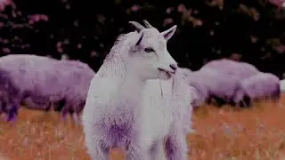 neutral animal's
