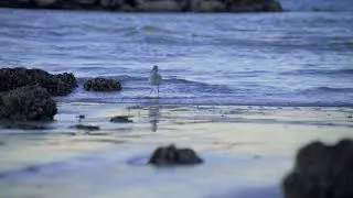 Serene Beach Sunset in R3D Raw | Nikon ZR Cinematic Golden Hour with Soothing Ambient Audio