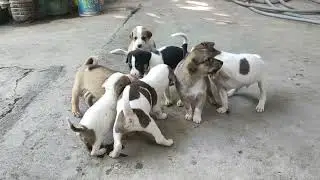 7 CUTE DOGS|Reynolds MotoVlog