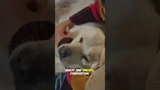 Your Dog Can SMELL When You're Stressed (Here's The Science)
