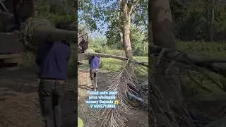 sabse saste foxtail palm plant height 15feet,😱 price wholesale Gajraula #foxtailpalm #plants ----
