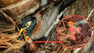 Myna Birds - Take care of three small babies in a beautiful nest.Ep1 [ Review Bird Nest ]