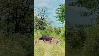 #wonderful #wildlifefootage #animals #wildlifecaptures #wildanimals #leopard #lion #wildlife