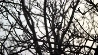 treexz