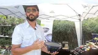 Vasos para um Bonsai, como escolher o correto