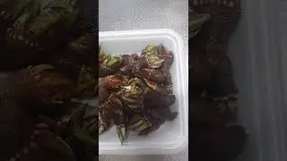 タカノツメ(カメノテ) #short #珍味 #甲殻類 #Capitulum mitella