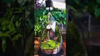 share multiple planting ideas of this teardrop close terrarium #terrarium
