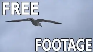 Beachfront B-Roll: Seagull Flying Close Up (Free to Use HD Stock Video Footage)