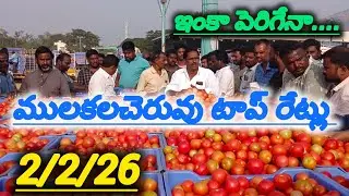 2/2/26 mulakalacheruvu tomato market price today 🍅 #todaytomatorate #crkvideos16 